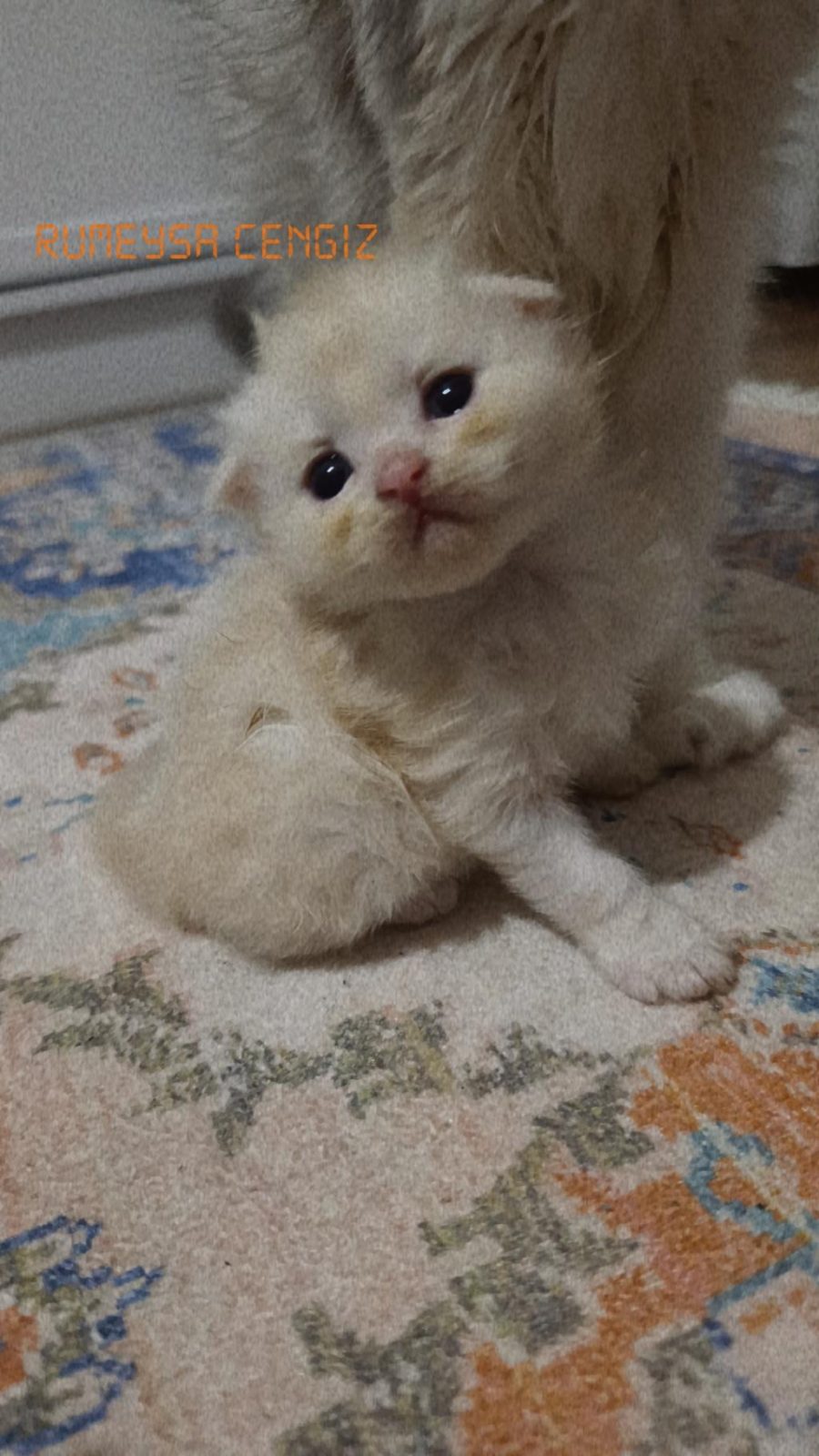 SARI TOP KEDİMİZ
