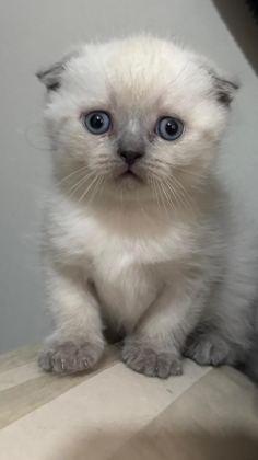 KEDİLER 55-60 GÜNLÜK OLDUKLARI ZAMAN VERİLECEKTİR