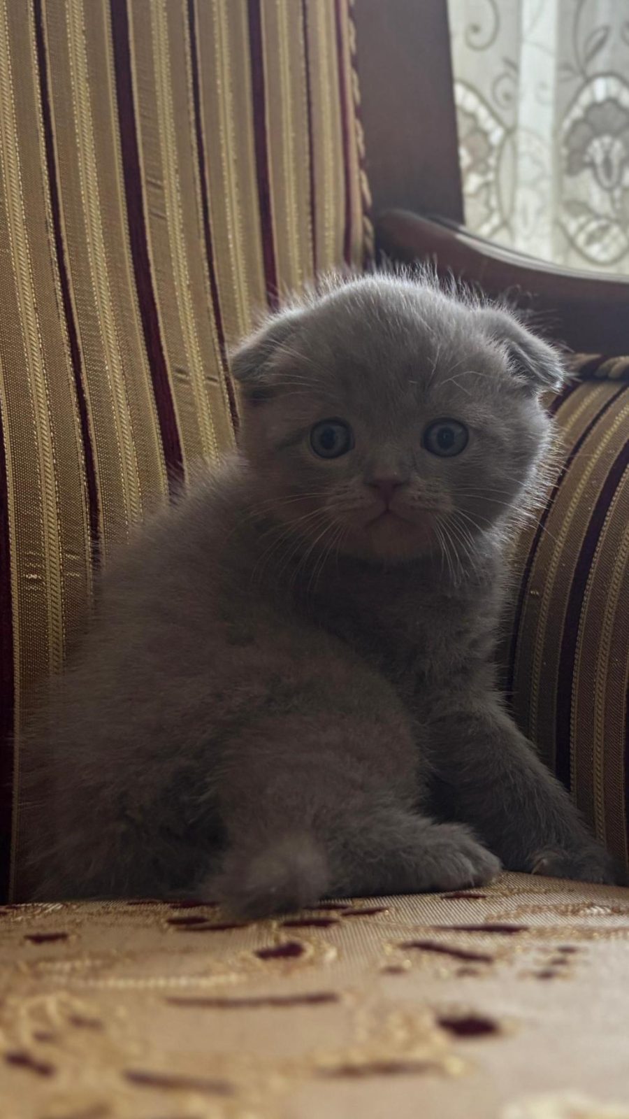 KEDİLER 55-60 GÜNLÜK OLDUKLARI ZAMAN VERİLECEKTİR