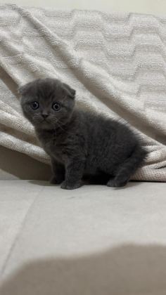 KEDİLER 55-60 GÜNLÜK OLDUKLARI ZAMAN VERİLECEKTİR