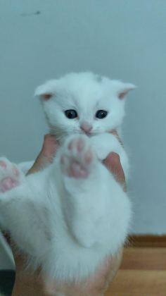 SCOTTİSH FOLD YAVRU KEDİLER ÜCRETLİ