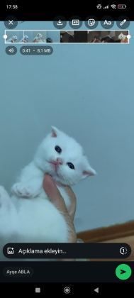 SCOTTİSH FOLD YAVRU KEDİLER ÜCRETLİ