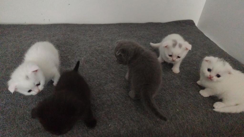 SCOTTİSH FOLD YAVRU KEDİLER ÜCRETLİ