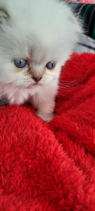 ORJİNAL SCOTTİSH YAVRU