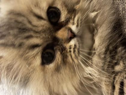 ERKEK MUNCHKİN YAVRU KEDİMİZ
