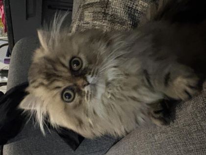 ERKEK MUNCHKİN YAVRU KEDİMİZ