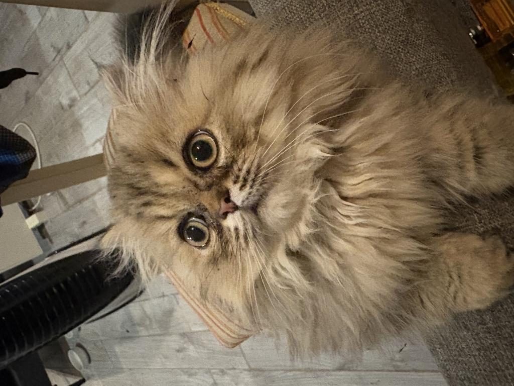 ERKEK MUNCHKİN YAVRU KEDİMİZ