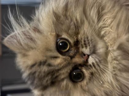 ERKEK MUNCHKİN YAVRU KEDİMİZ