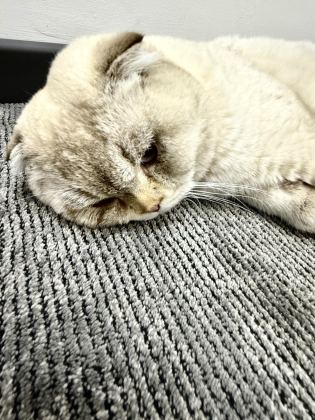SCOTTİSH FOLD KEDİSİ 2 AYLIK