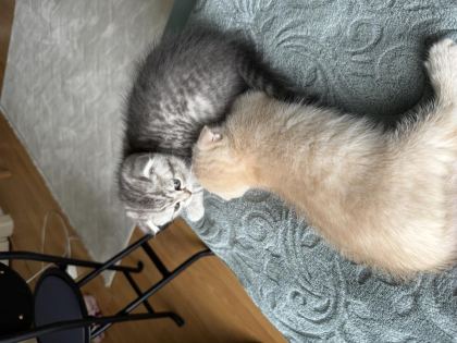 İKİ AYLIK YAVRU KEDİLER