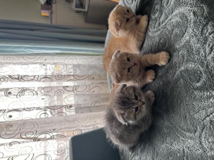 İKİ AYLIK YAVRU KEDİLER