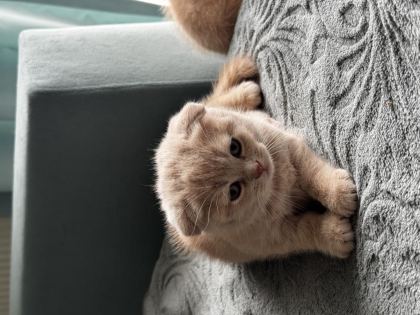 İKİ AYLIK YAVRU KEDİLER