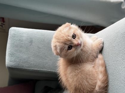 İKİ AYLIK YAVRU KEDİLER