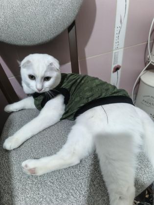 SCOTTİSH FOLD KEDİSİ