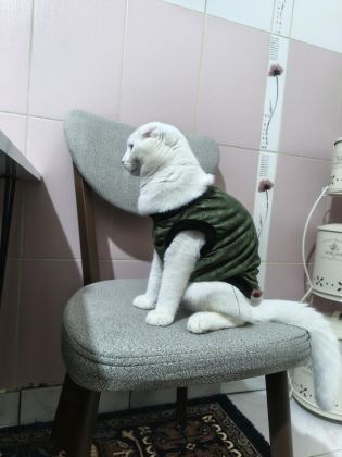 SCOTTİSH FOLD KEDİSİ
