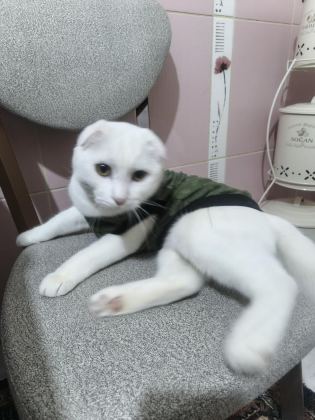 SCOTTİSH FOLD KEDİSİ