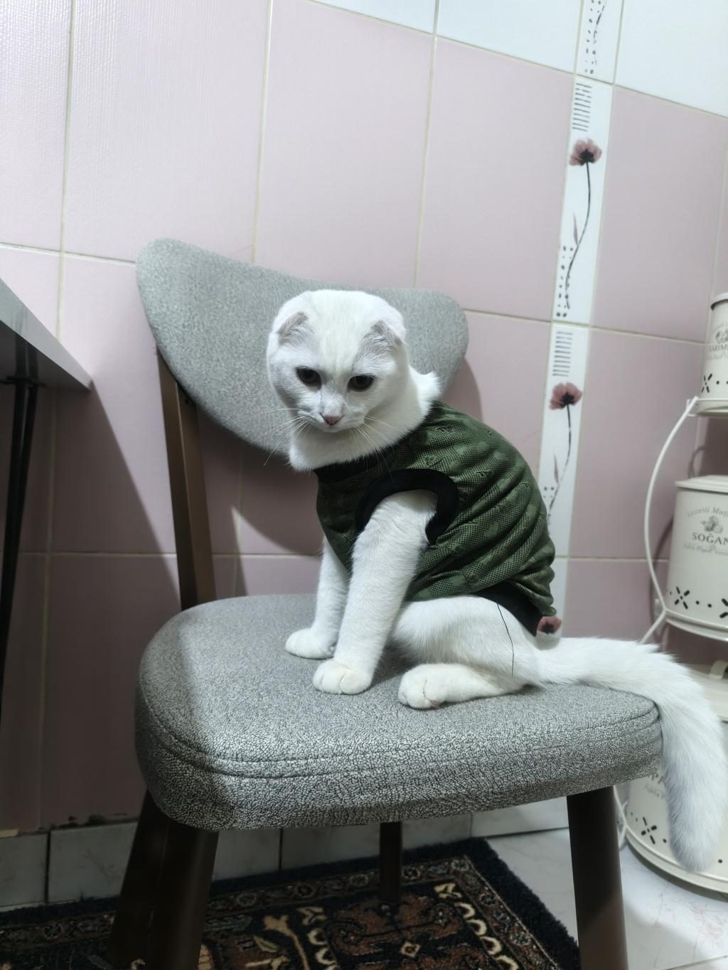 SCOTTİSH FOLD KEDİSİ
