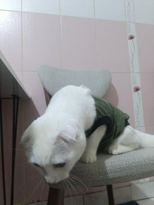 SCOTTİSH FOLD KEDİSİ