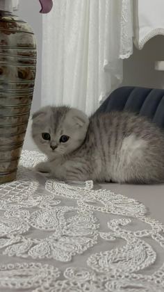 AİLENİZE YENİ BİR DOST KEDİNİZ OLSUN