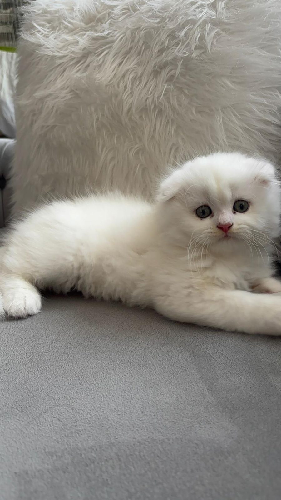 AİLENİZE YENİ BİR DOST KEDİNİZ OLSUN