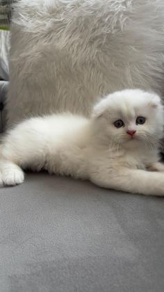 AİLENİZE YENİ BİR DOST KEDİNİZ OLSUN