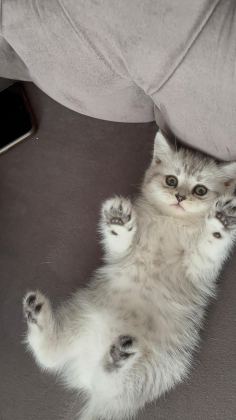 AİLENİZE YENİ BİR DOST KEDİNİZ OLSUN