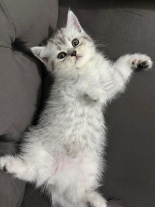AİLENİZE YENİ BİR DOST KEDİNİZ OLSUN