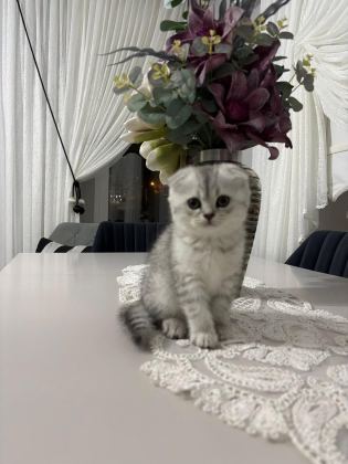 AİLENİZE YENİ BİR DOST KEDİNİZ OLSUN