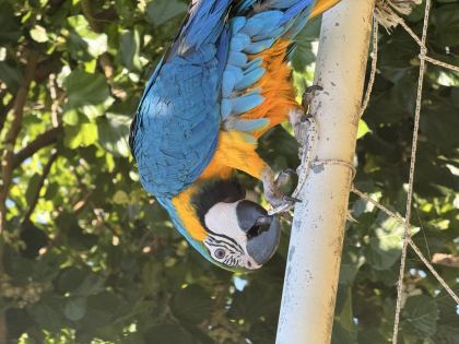 SAHİBİNDEN MACAW 8 AYLIK