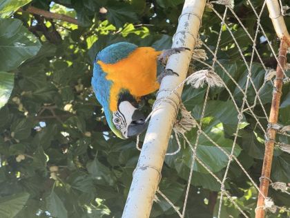 SAHİBİNDEN MACAW 8 AYLIK