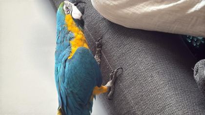 SAHİBİNDEN MACAW 8 AYLIK