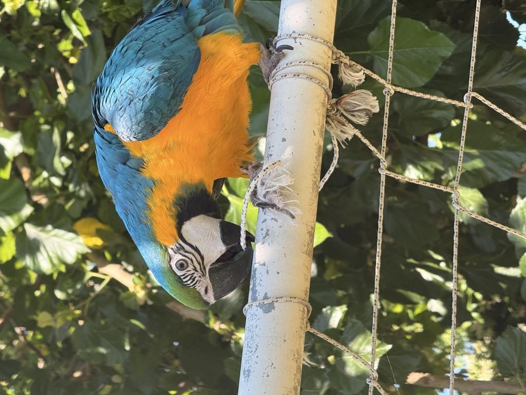 SAHİBİNDEN MACAW 8 AYLIK