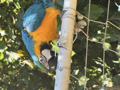 SAHİBİNDEN MACAW 8 AYLIK