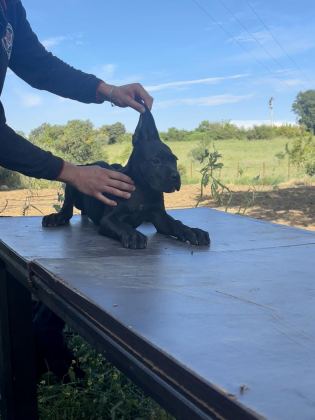 CANE CORSO BLUE SAFKAN