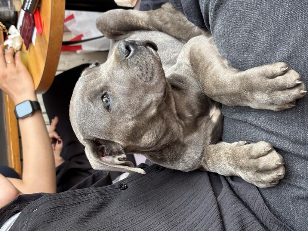 CANE CORSO BLUE SAFKAN