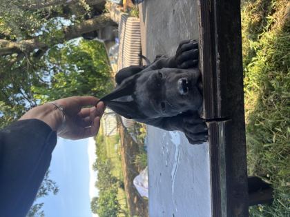 CANE CORSO BLUE SAFKAN