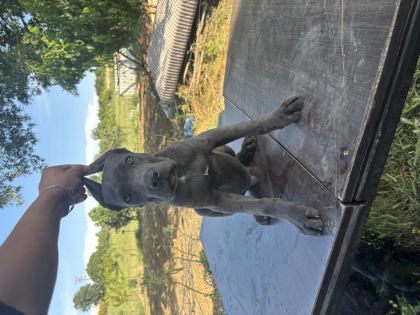 CANE CORSO BLUE SAFKAN