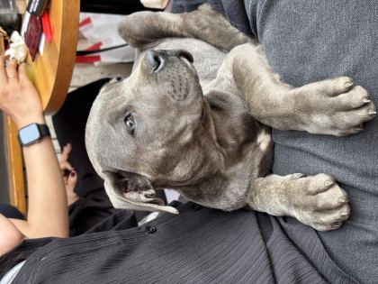 CANE CORSO BLUE SAFKAN