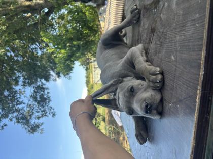 CANE CORSO BLUE SAFKAN