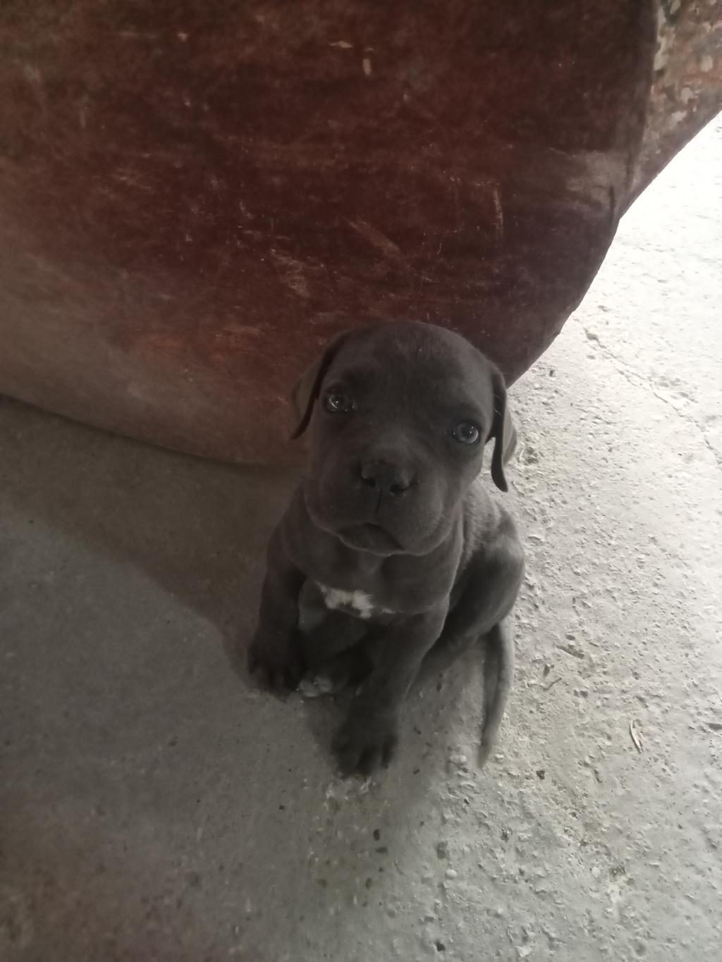 ESTETİKLİ BLUE CANE CORSO YAVRU