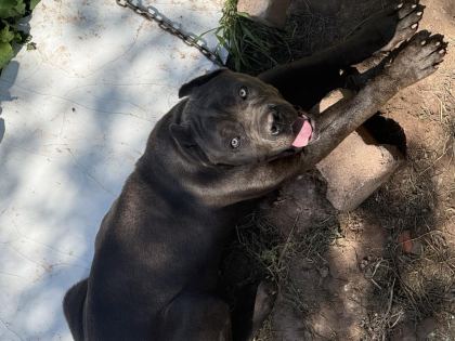 CANE CORSO DİŞİ