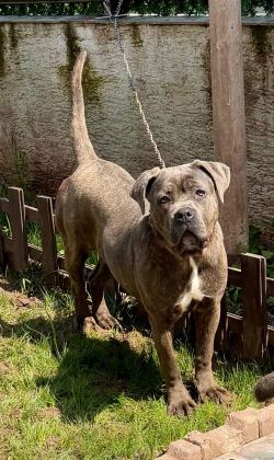 CANE CORSO DİŞİ