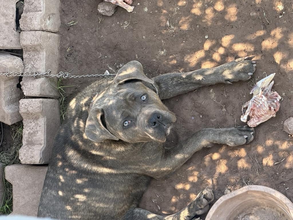 CANE CORSO DİŞİ