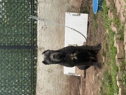 CANE CORSO DİŞİ