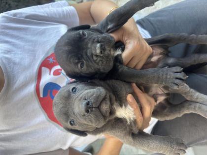 CANE CORSO YAVRULARI