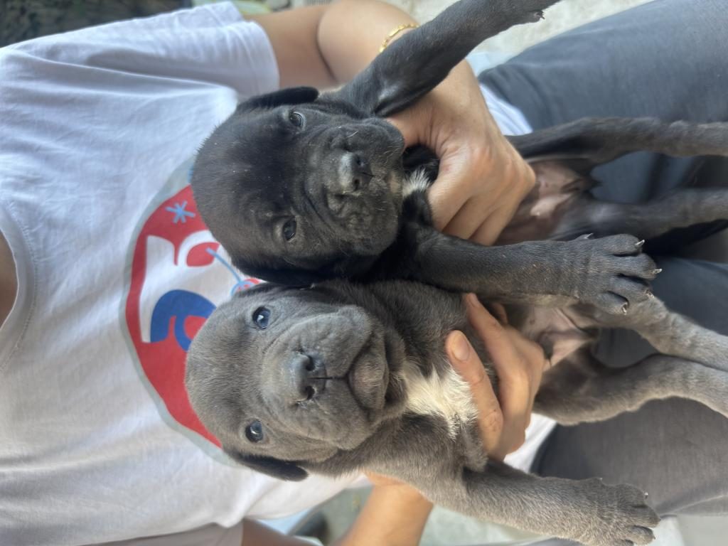 CANE CORSO YAVRULARI