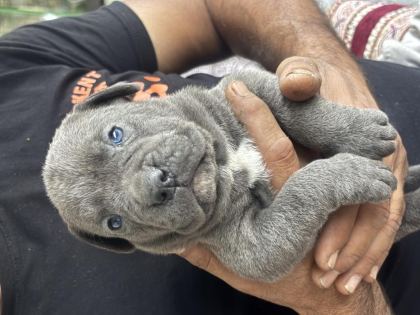CANE CORSO YAVRULARI