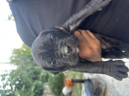 CANE CORSO YAVRULARI