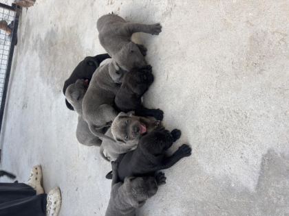 CANE CORSO YAVRULARI