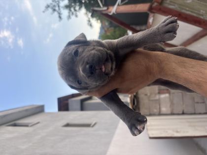 CANE CORSO YAVRULARI